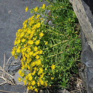 Photographie n°2454068 du taxon Saxifraga aizoides L. [1753]