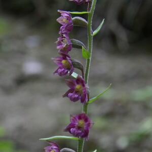 Photographie n°2454076 du taxon Epipactis atrorubens (Hoffm.) Besser [1809]