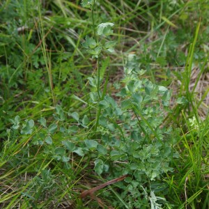 Photographie n°2454077 du taxon Thalictrum foetidum L. [1753]