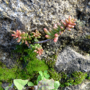 Photographie n°2454128 du taxon Sedum album L. [1753]