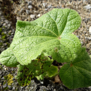 Photographie n°2454139 du taxon Alcea rosea L. [1753]