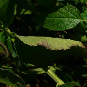 Photographie n°2454165 du taxon Lamiaceae