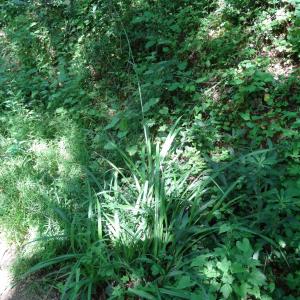 Photographie n°2454181 du taxon Carex pendula Huds. [1762]