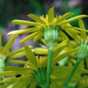 Photographie n°2454198 du taxon Jacobaea erucifolia subsp. erucifolia