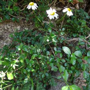 Photographie n°2454202 du taxon Tanacetum corymbosum (L.) Sch.Bip. [1844]