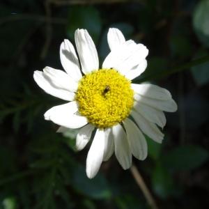 Photographie n°2454203 du taxon Tanacetum corymbosum (L.) Sch.Bip. [1844]