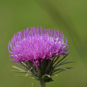 Photographie n°2454277 du taxon Carduus defloratus L. [1759]