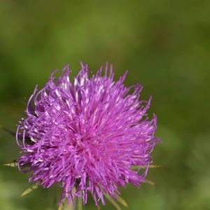 Photographie n°2454284 du taxon Carduus defloratus L. [1759]