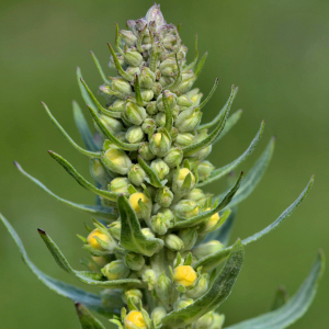 Photographie n°2454288 du taxon Verbascum lychnitis L. [1753]