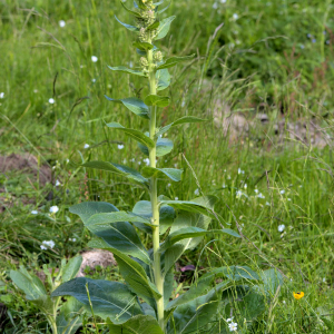 Photographie n°2454291 du taxon Verbascum lychnitis L. [1753]