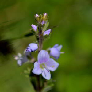 Photographie n°2454295 du taxon Veronica officinalis L. [1753]