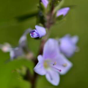 Photographie n°2454297 du taxon Veronica officinalis L. [1753]