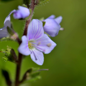 Photographie n°2454298 du taxon Veronica officinalis L. [1753]