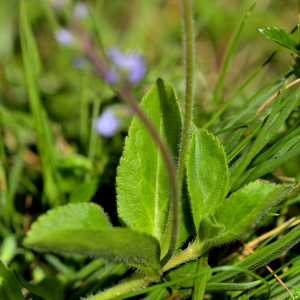 Photographie n°2454301 du taxon Veronica officinalis L. [1753]