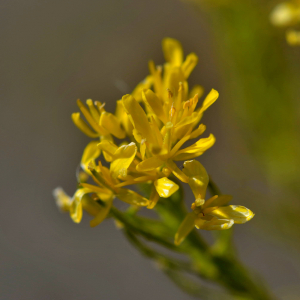  - Sisymbrium austriacum Jacq. [1775]