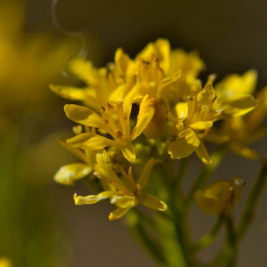  - Sisymbrium austriacum Jacq. [1775]