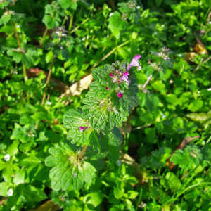 Photographie n°2454419 du taxon Lamium amplexicaule L.