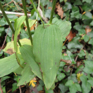 Photographie n°2454469 du taxon Epipactis helleborine (L.) Crantz