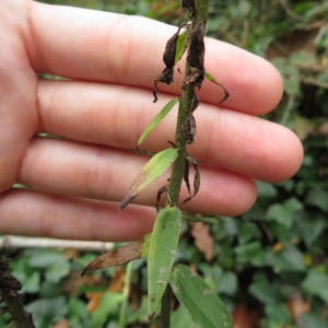 Photographie n°2454474 du taxon Epipactis helleborine (L.) Crantz