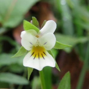 Photographie n°2454475 du taxon Viola arvensis Murray