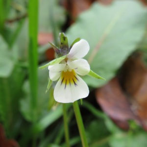 Photographie n°2454476 du taxon Viola arvensis Murray