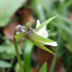 Photographie n°2454477 du taxon Viola arvensis Murray