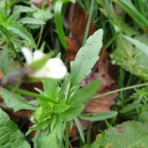 Photographie n°2454478 du taxon Viola arvensis Murray