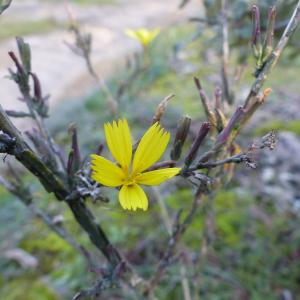 Photographie n°2454516 du taxon Lactuca viminea (L.) J.Presl & C.Presl