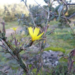  - Lactuca viminea (L.) J.Presl & C.Presl