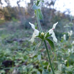 Photographie n°2454523 du taxon Stachys recta L.