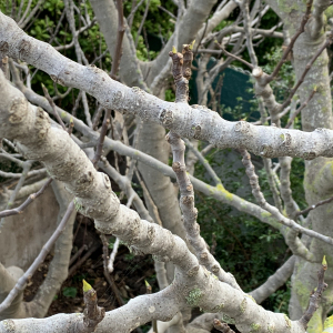 Photographie n°2454535 du taxon Ficus carica L. [1753]