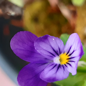 Photographie n°2454538 du taxon Viola tricolor L. [1753]