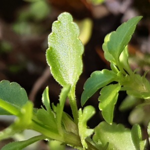 Photographie n°2454539 du taxon Viola tricolor L. [1753]
