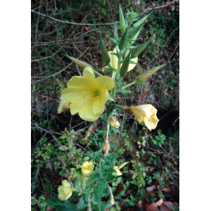 Oenothera glazioviana Micheli var. glazioviana f. glazioviana 