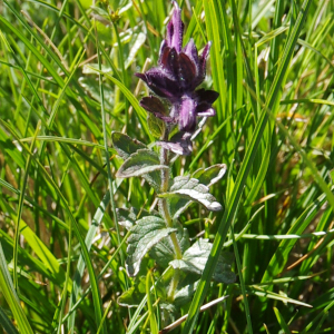 Photographie n°2454665 du taxon Bartsia alpina L. [1753]