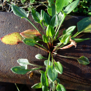 Photographie n°2454777 du taxon Rumex acetosella L. [1753]