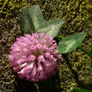 Photographie n°2454797 du taxon Trifolium pratense L. [1753]