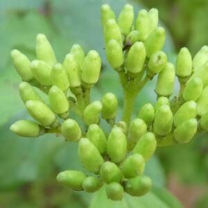 Photographie n°2454901 du taxon Cornus sanguinea L.