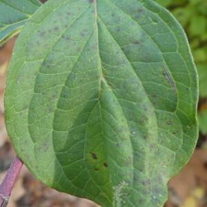 Photographie n°2454902 du taxon Cornus sanguinea L.