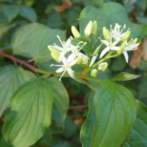 Photographie n°2454903 du taxon Cornus sanguinea L.