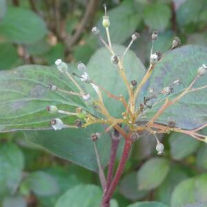 Photographie n°2454904 du taxon Cornus sanguinea L.