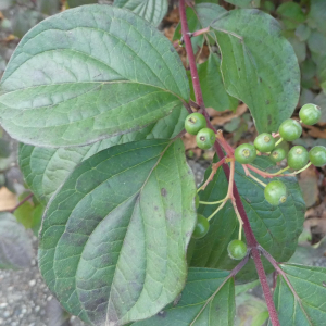 Photographie n°2454905 du taxon Cornus sanguinea L.