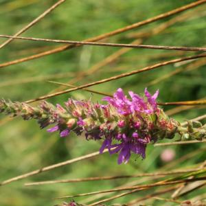 Photographie n°2454917 du taxon Lythrum salicaria L.