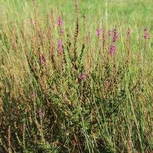 Photographie n°2454918 du taxon Lythrum salicaria L.