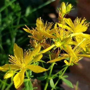 Photographie n°2454940 du taxon Hypericum perforatum L.