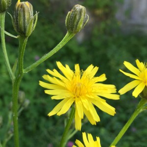 Photographie n°2455020 du taxon Crepis biennis L. [1753]
