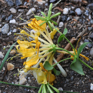 Photographie n°2455046 du taxon Lonicera periclymenum L.