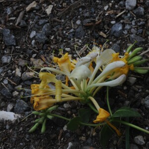 Photographie n°2455047 du taxon Lonicera periclymenum L.