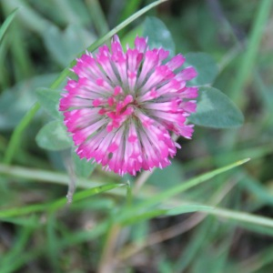 Photographie n°2455060 du taxon Trifolium pratense L. [1753]