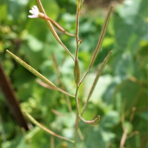 Photographie n°2455092 du taxon Epilobium brachycarpum C.Presl [1831]